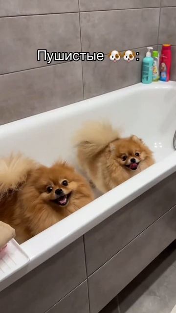 Когда на секунду забыл что у тебя есть пушистые😂😂😂 #немецкийшпиц #собака #померанскийщпиц #шпиц смотреть онлайн