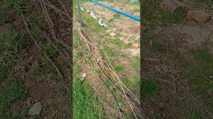 работа с виноградом весной