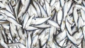 Ловля башклейки на поплавочную удочку