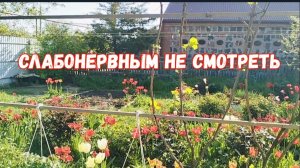 #10🌷Заказы с Валдберис/Подарки/Пересадила гортензии/Подкормила персики/Я ее поймала