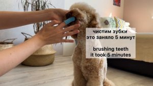 Моем и сушим Капуча дома, сколько это по времени? Карликовый пудель #poodle #dog