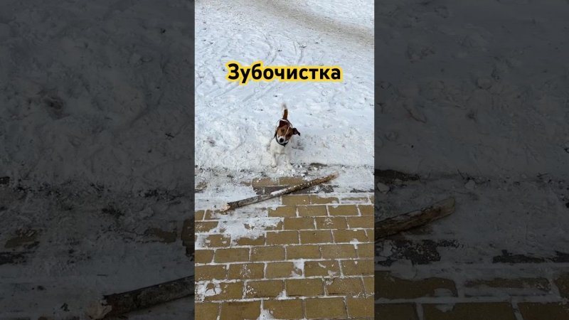 Зубочистка Честера \ часть 1 #dog #собака #jackrussel #dogs #джекрасселтерьер #top #dogshorts