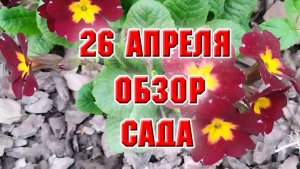 26 апреля. Обзор сада