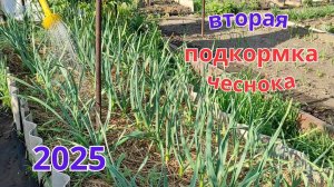 Вторая подкормка чеснока,органическая почти дором.