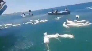 Спасение овец йеменцами в море выпавших с перевернувшегося судна.