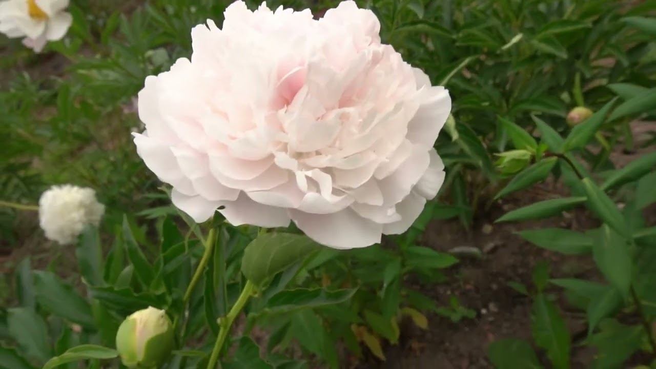 Голубой- автор неизвестен. смотреть онлайн