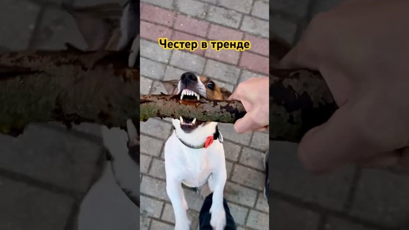Честер в тренде #dog #собака #top #topdog #джекрасселтерьер #тренды #jackrussell #trend #trending