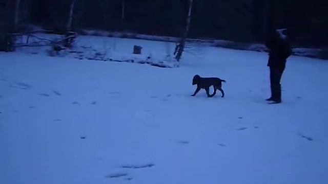 Русский охотничий спаниель. Шэл и Чара.