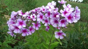 Флокс КРИСТИНА - обзор, описание, цветение, отзыв.