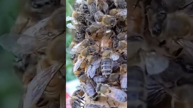 замена матки старой на молодую, 100% прием через 5 минут.#матки#пчелы#100%# смотреть онлайн