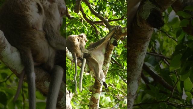 This Is How Tara Monkey Request Old Monkey Marri To Groom Her 😂 смотреть онлайн