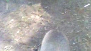 Маленький медвежонок!!!