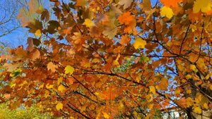 Листья жёлтые над городом кружатся