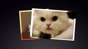 Ох, уж эти братья наши меньшие!