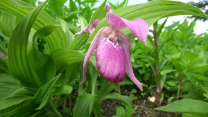 Венерин башмачок крупноцветковый(лат. Cypripedium macranthos)