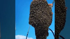 Пчёлы в море  #helikonshipping