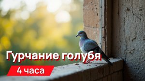 Звуки для соседей - гурчание голубя, именно те звуки, что многих бесят и будят по утрам