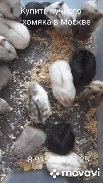 Хомяки #pets #купитьхомяка #животные #хомяк #грызуны #москва #ручнойхомяк #питомецдляребенка #love