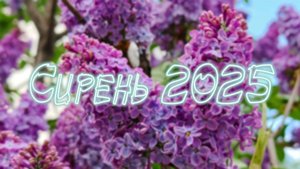 Сирень 2025