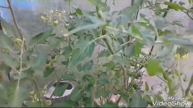 Томат🍅 ЛюбашаF1 поспел самый первый