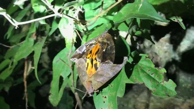 ヒメアケビコノハの交尾B смотреть онлайн