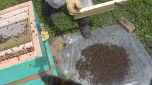 Эта семья умрёт к осени, но мы попробуем 🤞