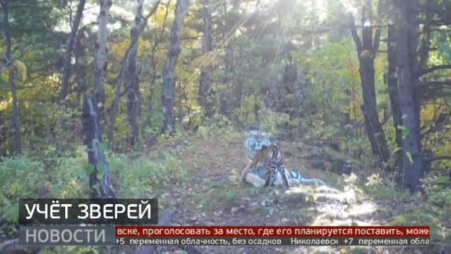 Всех посчитали: мониторинг диких животных. Новости. 22/03/2024. GuberniaTV смотреть онлайн