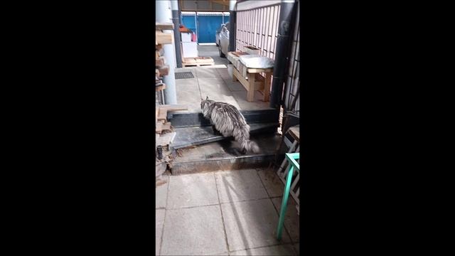 Кот. Кос