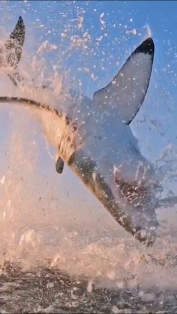 🦈 Невероятная ярость белой акулы смотреть онлайн