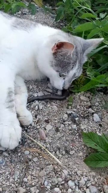 В сосновке у пельменной смотреть онлайн