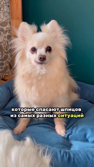 🗣️: ЗАЧЕМ КУПИЛА СЕБЕ ШПИЦА? ВОЗЬМИ ДВОРНЯЖКУ ИЗ ПРИЮТА! смотреть онлайн