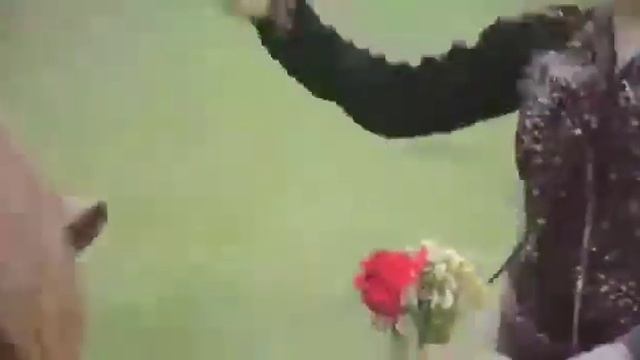 Где ж медовый мой билет смотреть онлайн