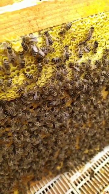 белый и жёлтый 🐝 #dobrosot смотреть онлайн