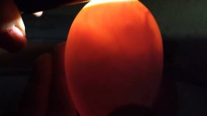 Инкубация куриного яйца. Закладка. Блиц 72