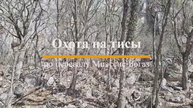 Охота на тисы