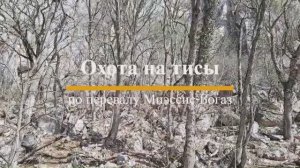 Охота на тисы