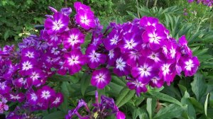 Флокс метельчатый Вен Шон Ден Шон (Phlox paniculata Wenn Schon Denn Schon). К.Foerster, 1931 г