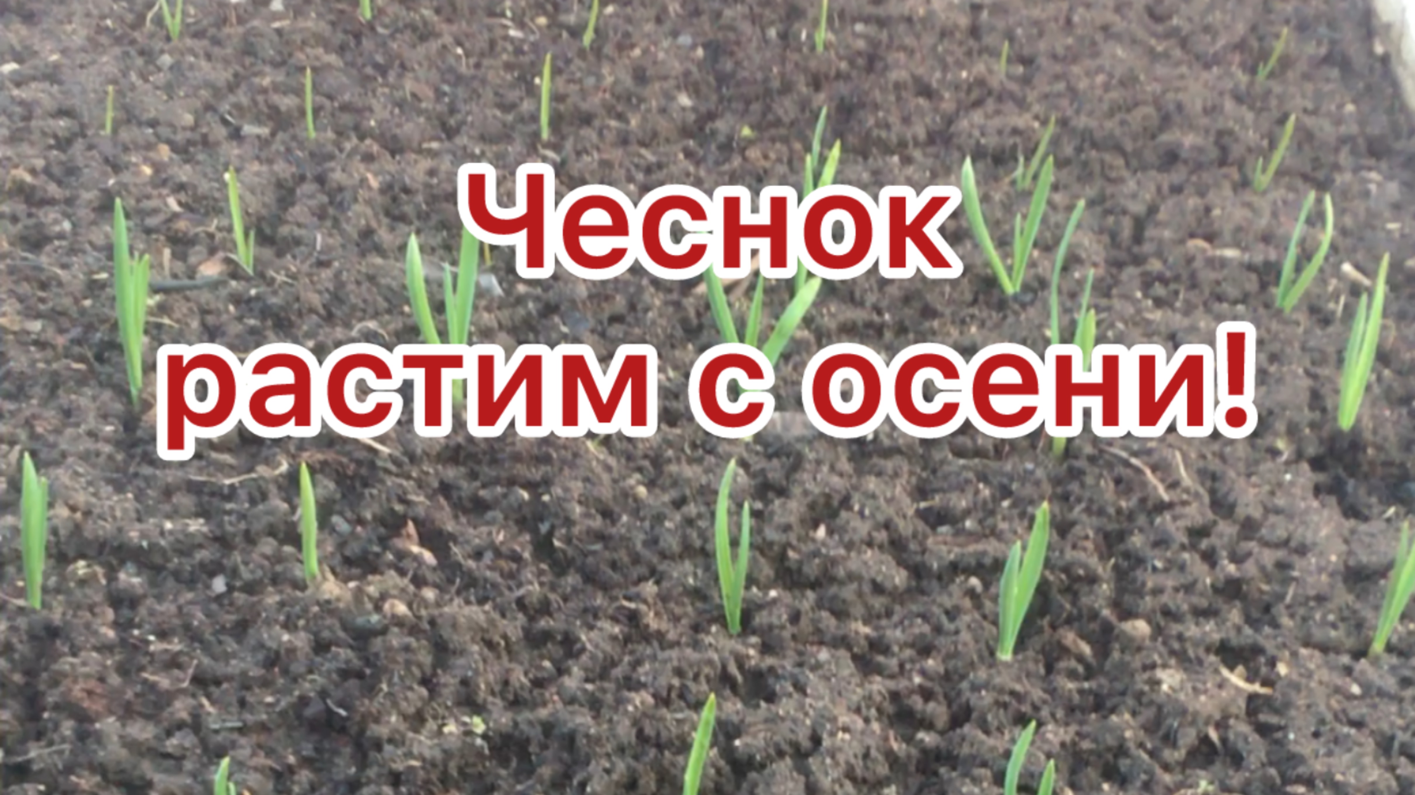 Как вырастить крепкий чеснок