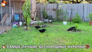 Курочки селяночки лучшие беспородные несушки 🥚 (155)