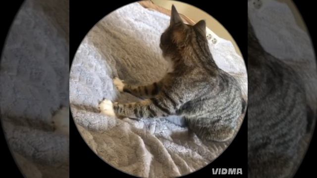 Кошечка
