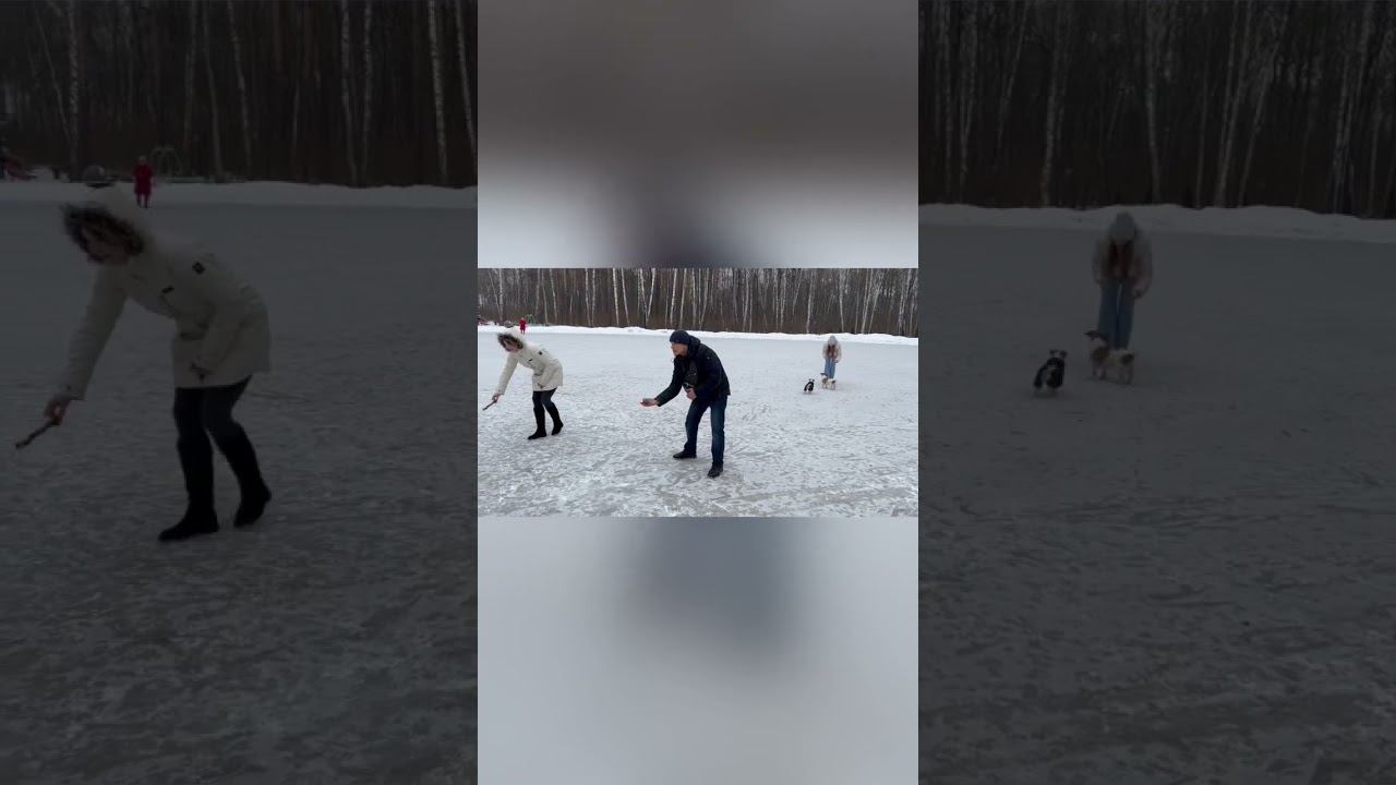 Перетяжка - это оспаривание предмета… #kvikdog #jrt #dog