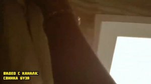 СИРЕНОГОЛОВЫЙ БЕЛЫЙ МУЛЬТЯШНЫЙ КОТ УБИЛ Свинку Бузю и КУЗЮ ! **Вера в Шоке** Морская Свинка Бузя!!!