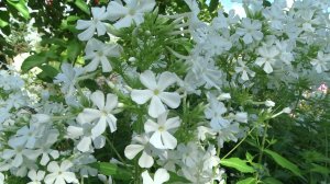 Флокс метельчатый Хохгезанг (Hochgesang) - K.Foerster, 1959 г