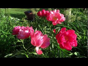 Пион ЭЛЕН КАУЛИ  Paeonia ELLEN COWLEY: обзор, описание, цветение, отзыв