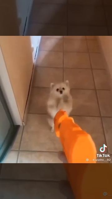 сдавайся немецкий шпиц! смотреть онлайн