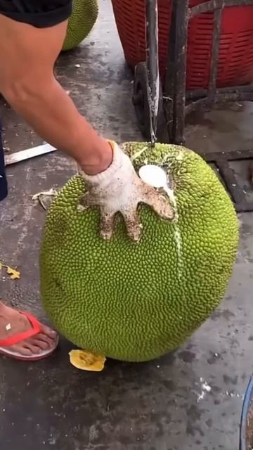 #Джекфрут #чемпедак #артокарпус вкус жвачку Тутти фрути #vietnam #travelling #travelasia #вьетнам смотреть онлайн
