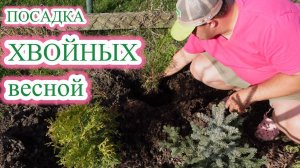 ПОСАДКА ХВОЙНЫХ РАСТЕНИЙ ВЕСНОЙ!
