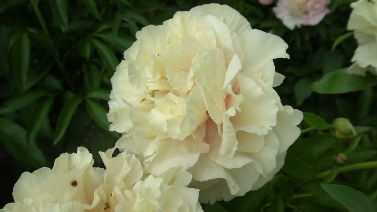 ЭРЛИ КАНАРИ (EARLY CANARY)-Hollingsworth/Steininger 2015. смотреть онлайн