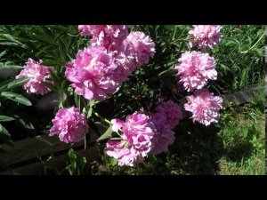 Пион АЛЕКСАНДР ДЮМА  Paeonia ALEXANDER DUMAS: обзор, описание, цветение, отзыв