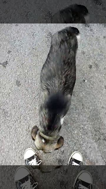 Отдыхающая собака смотреть онлайн